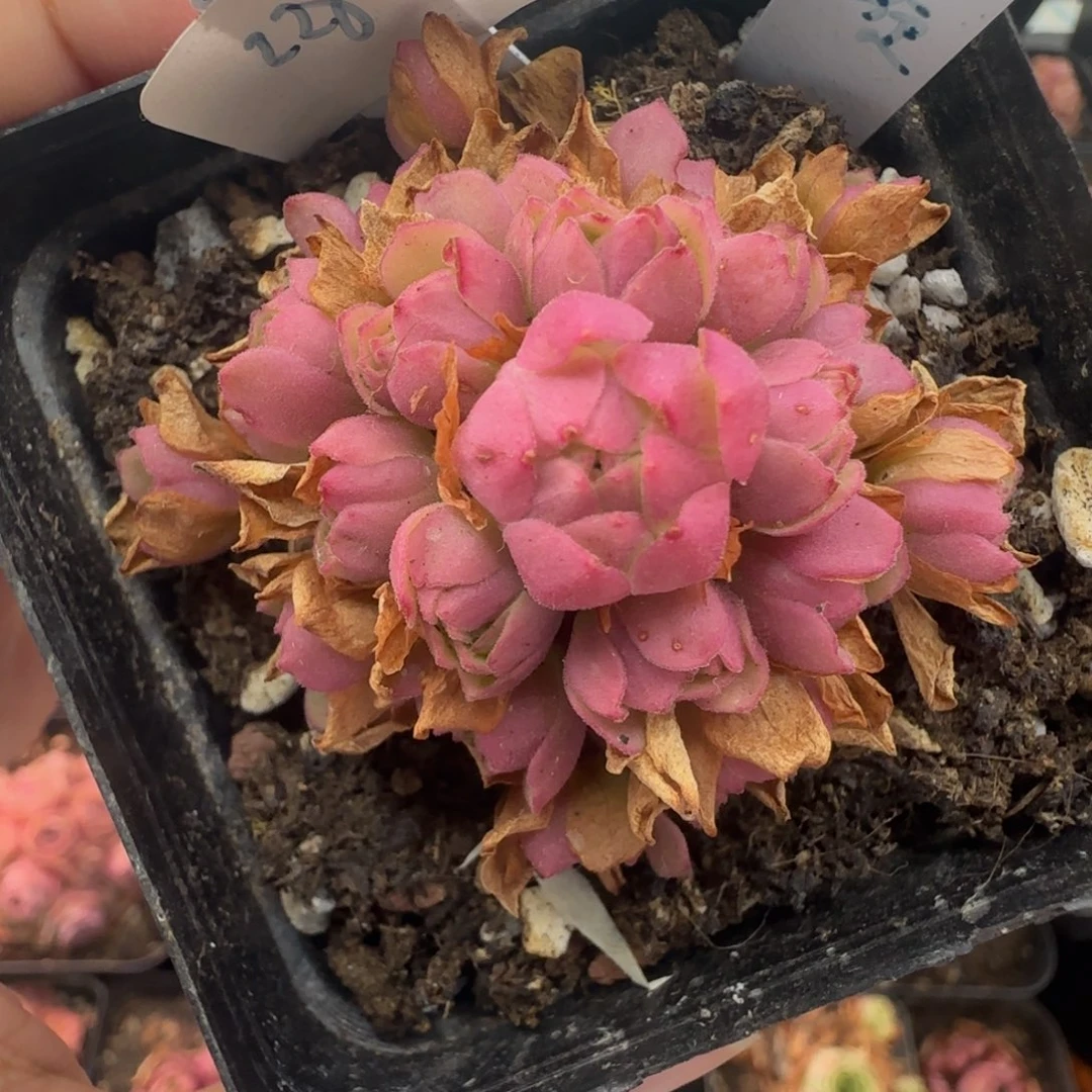 L147半城玫瑰星漩