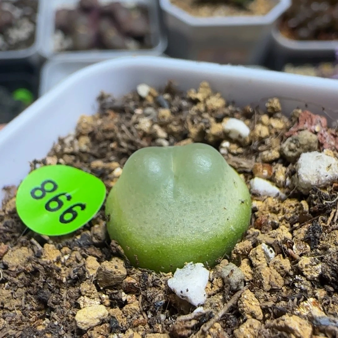 爱心体拉登1.5+多肉植物998