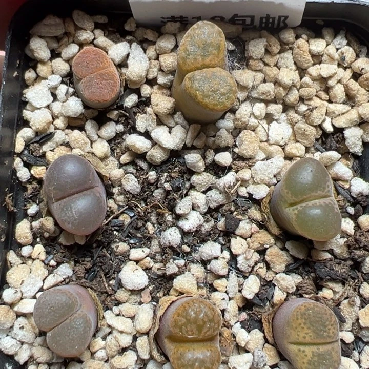 【闪购商品】595……