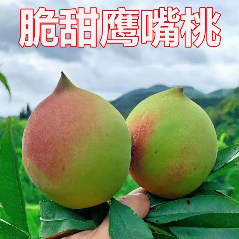 鹰嘴桃蜜桃云南新鲜现摘桃子脆甜当季水果5斤果园现摘桃子现摘发