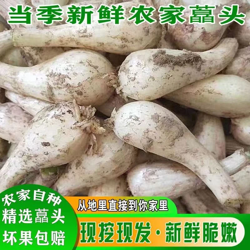 藠头新鲜荞头茭头农家种植现挖现发教头泡菜去须无叶江西当季蔬菜