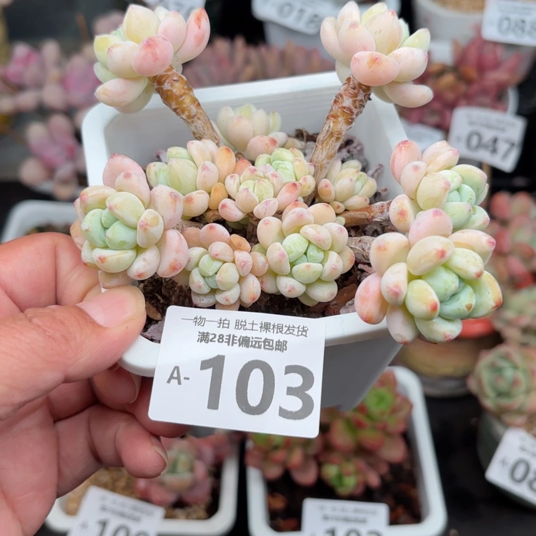 罗绮整桩多肉多肉多肉