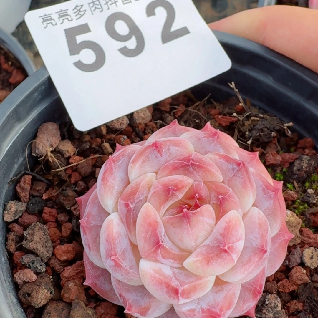 冰魄       多肉植物