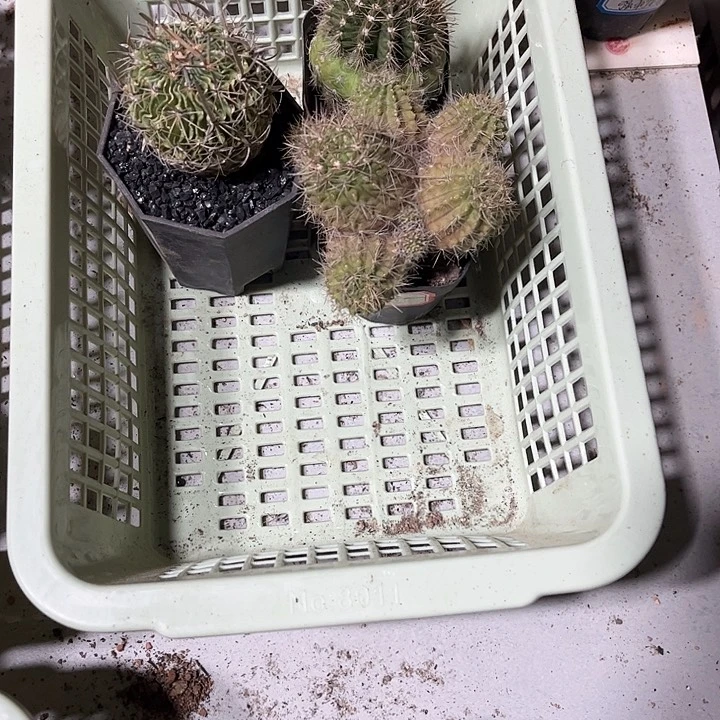 不开花植物仙人球