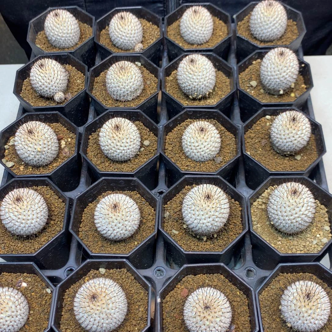 自根  直刺裴蕾 3.5公分起发(须根)