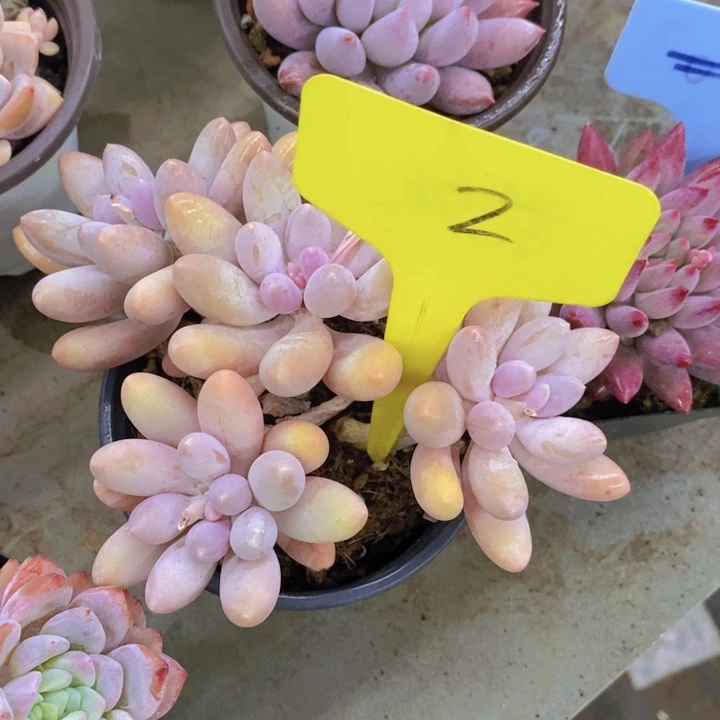 蕊**多肉植物，开心多肉