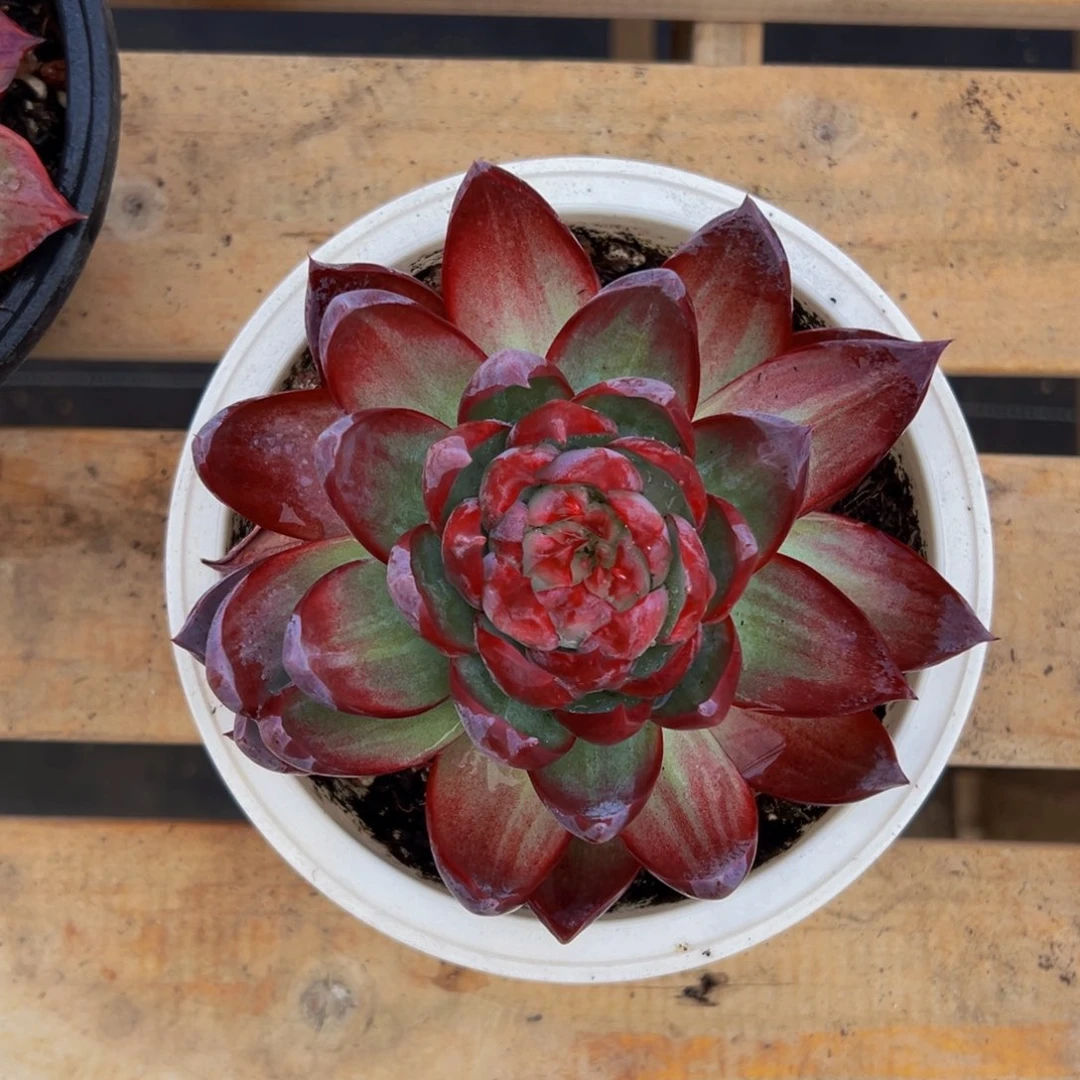 风****惊鸿一瞥就能看到你的