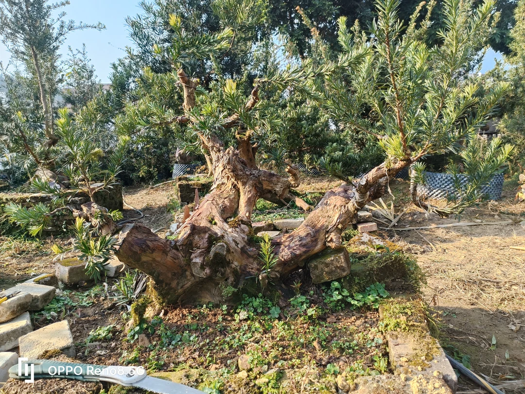 老桩头罗汉松盆景