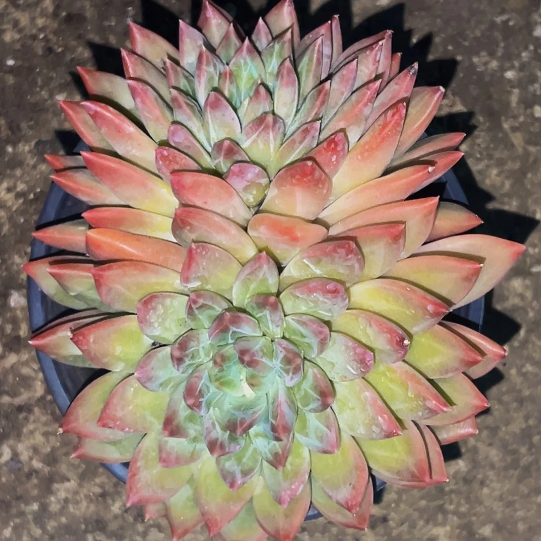 桔云多肉美人精品系列