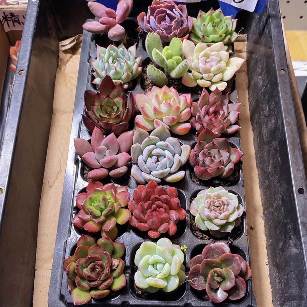 【闪购商品】【量拍】18颗-3号约3-5厘米
