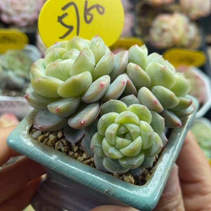 油透暗纹珍妮群5760