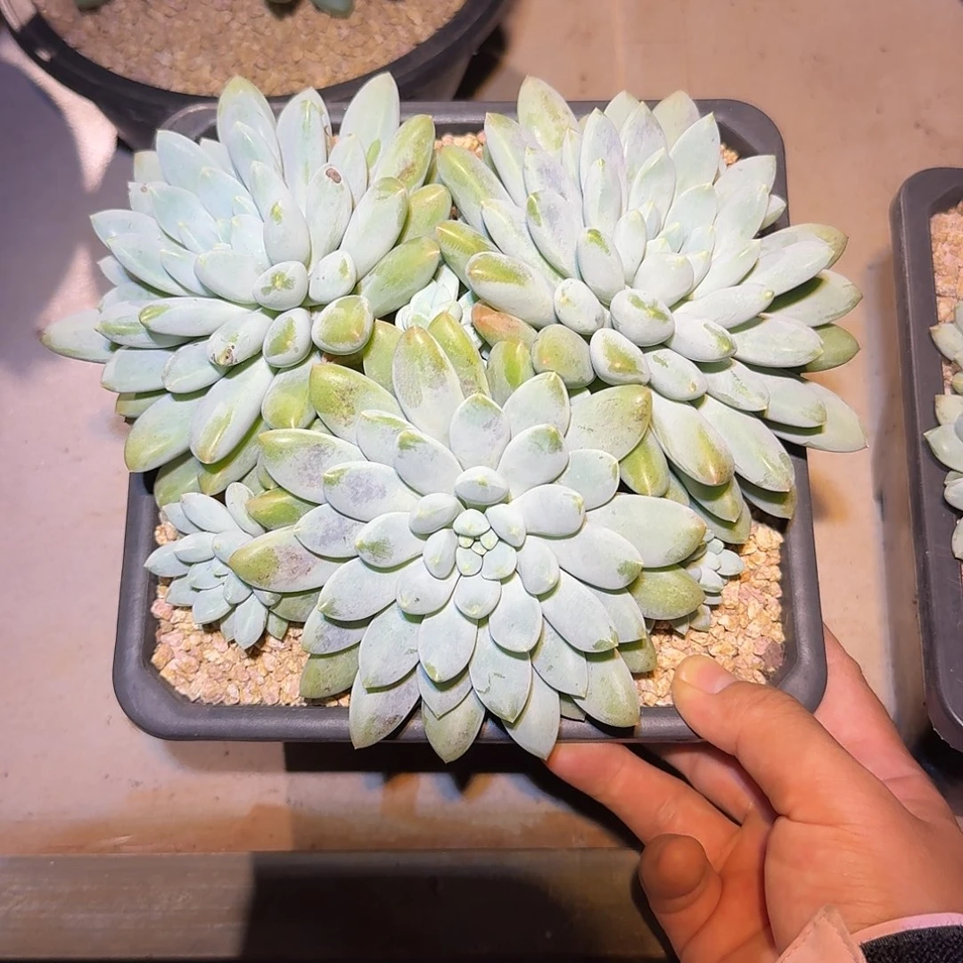 沃版大叶奶糖整无砍老桩