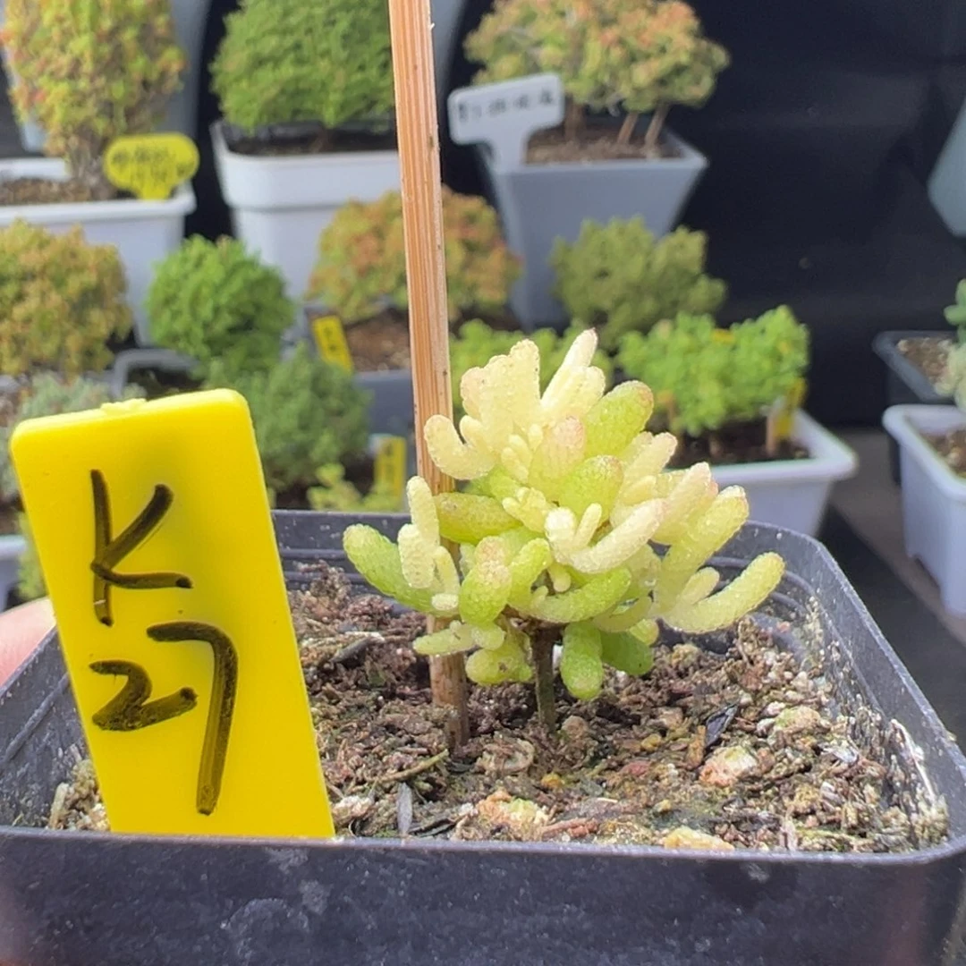 糖球锦带盆带土发货