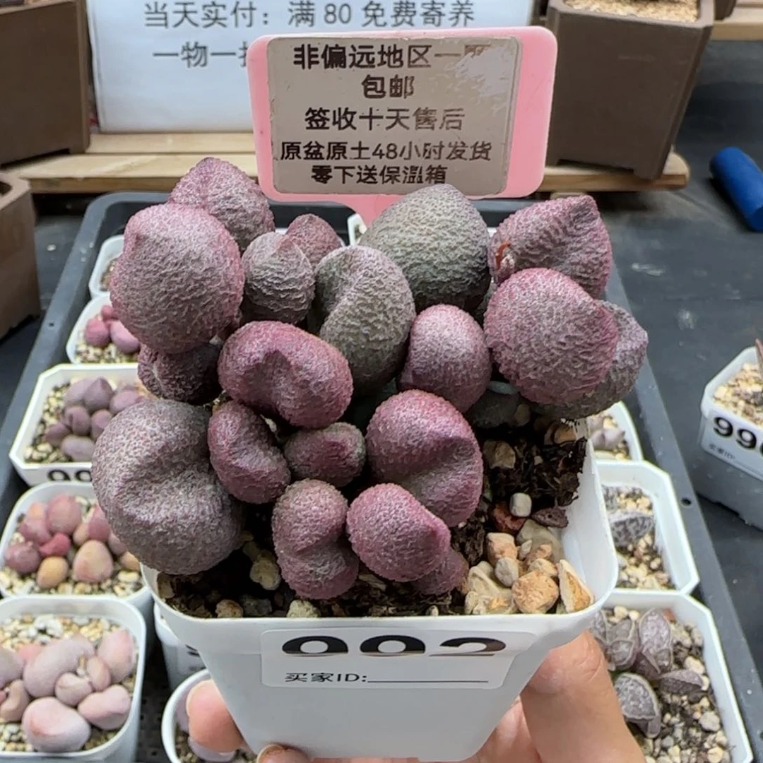 992水蜜桃微瑕多肉