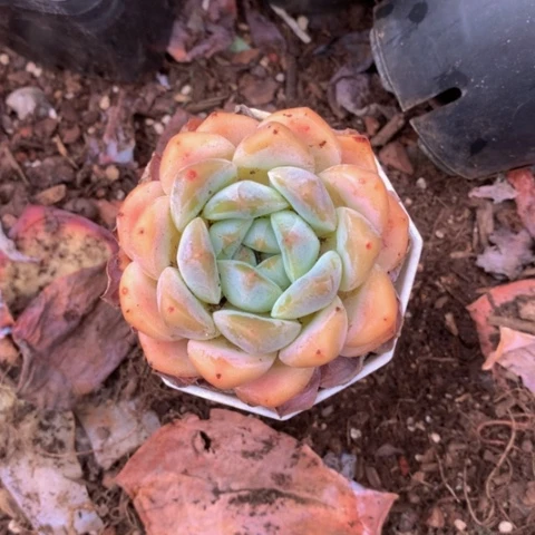 厚梦。