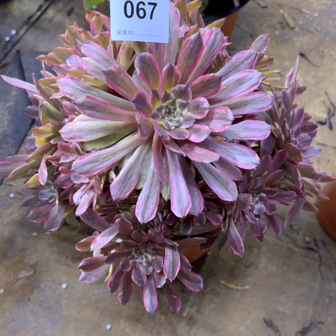 067粉黛多肉植物法师