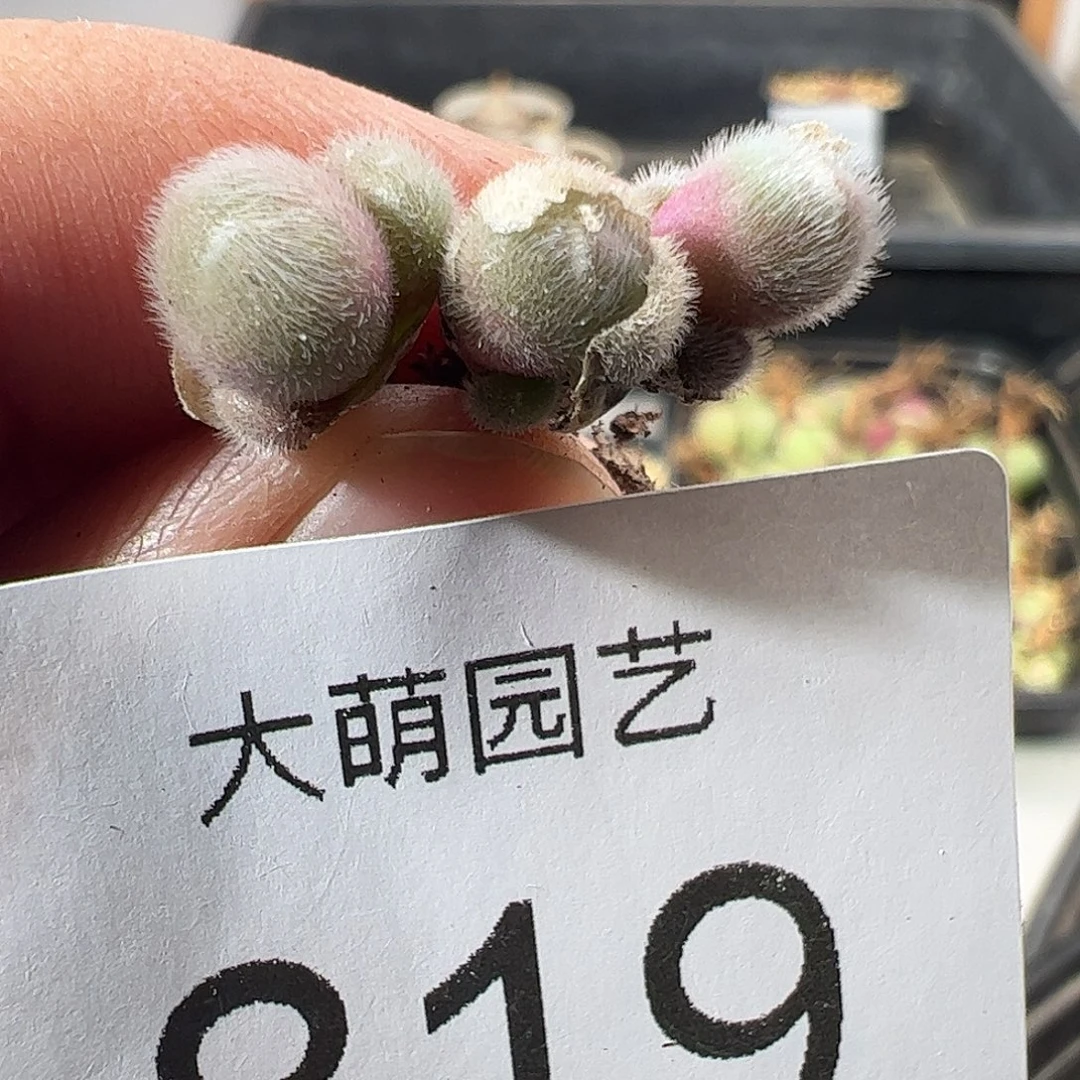 一物一拍。       819