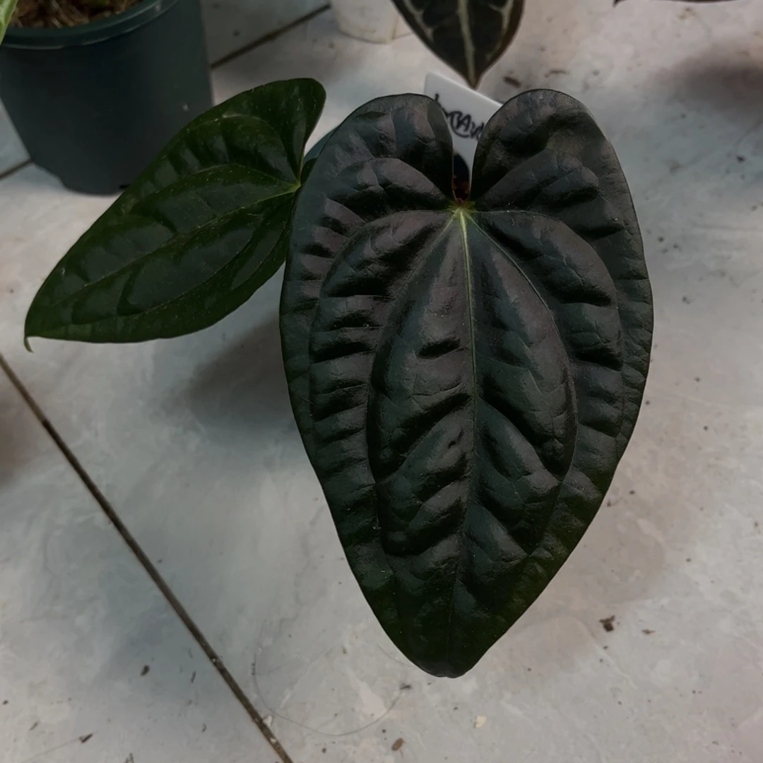 无花朵022 加通湖x奢华