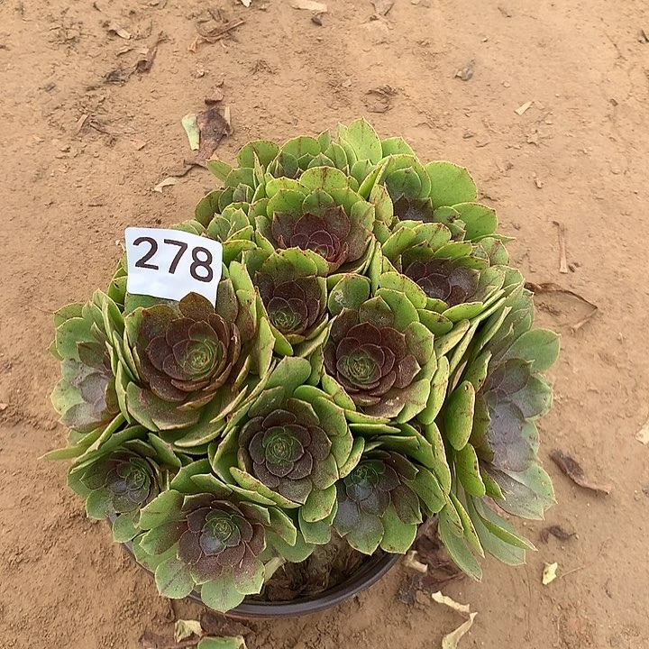 无花朵278万拉丝朵朵南