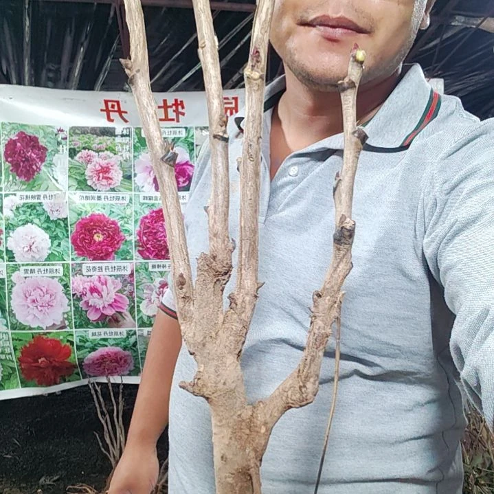 当前无花栽培后可以开花花王........
