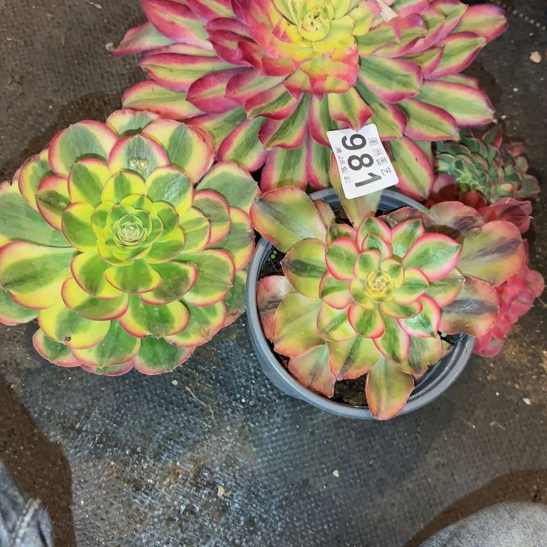 用****1水中月带盆发货981