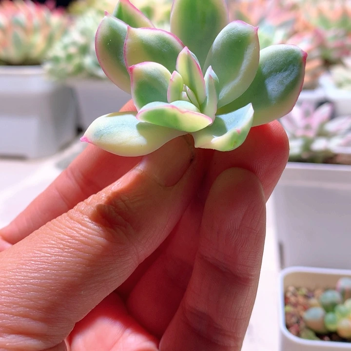 晨露白覆轮锦砍头