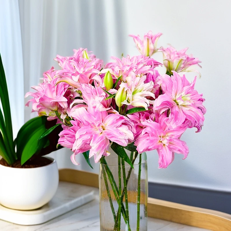 【阿毛专享】 戴安娜 高贵重瓣香水百合水培花耐活室内客厅摆放
