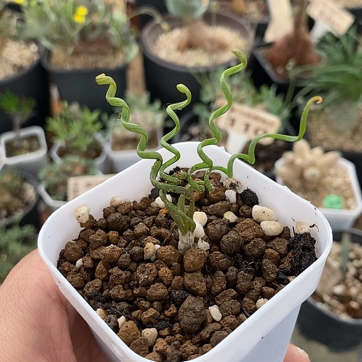 840钢丝弹簧草一一一一