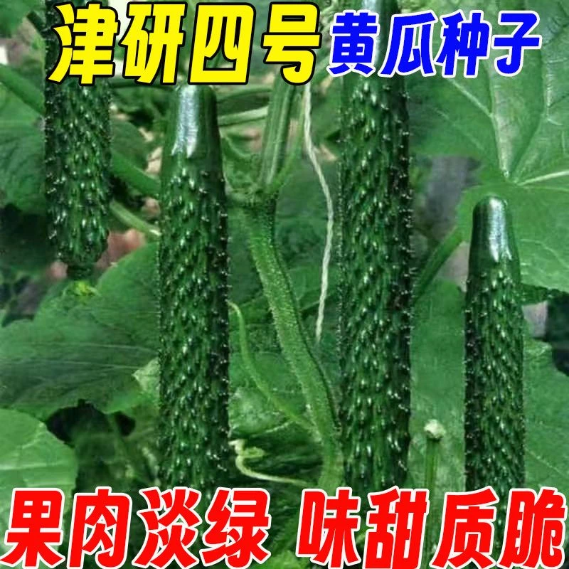 【津研四号黄瓜种子】绿皮绿瓤甜脆嫩绿黄瓜节节有瓜绿刺黄瓜蔬菜