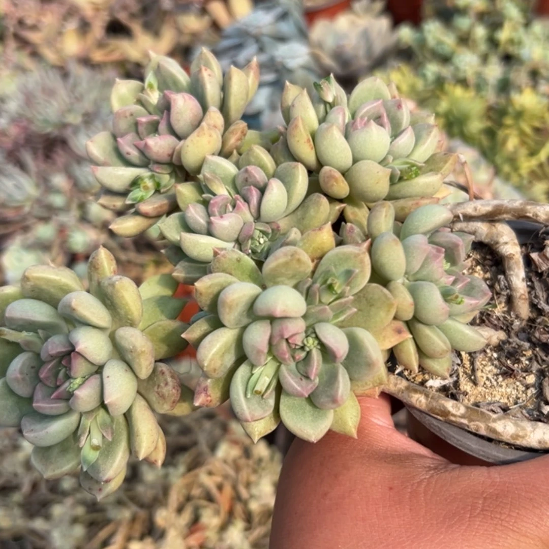 多肉植物多肉植物