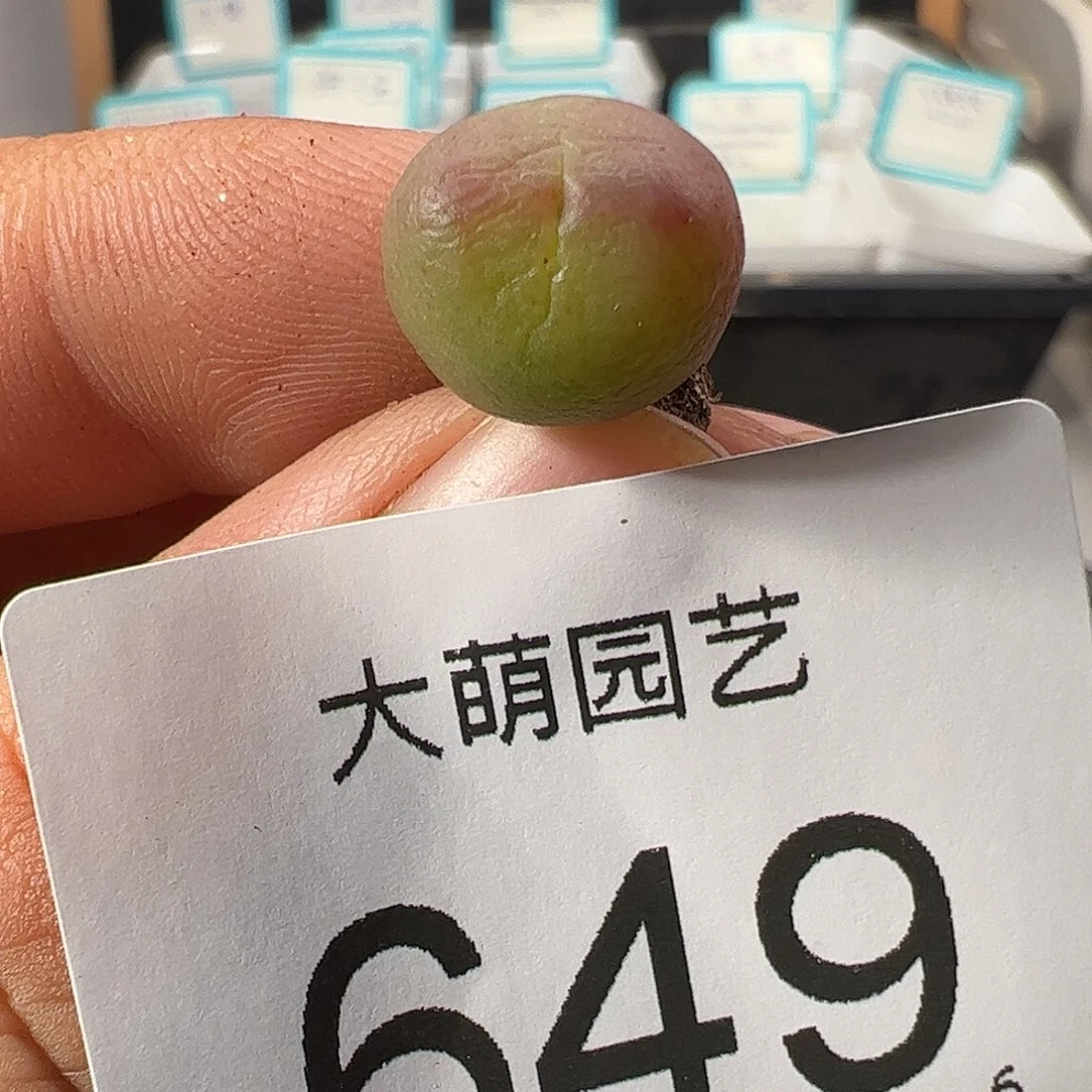 0000649 一物一拍……