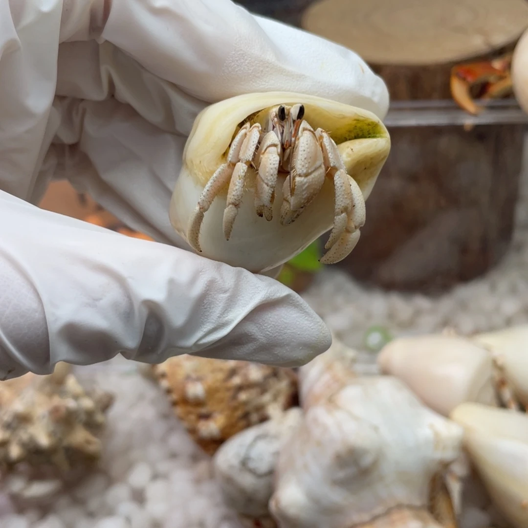 1.5牛奶色小马灰13