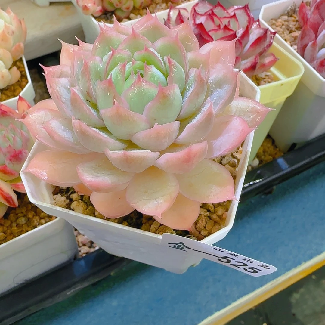 七代，525，仙农出品多肉