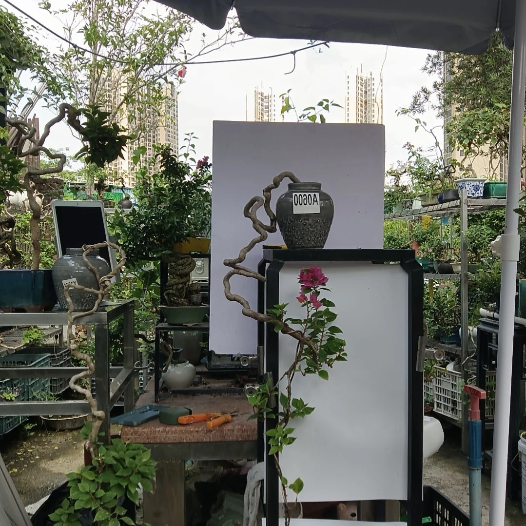 （破皮微瑕）三角梅小品盆景A0600