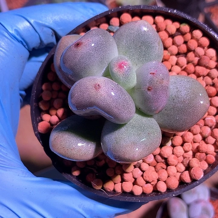 米可奶酪锦多肉植物