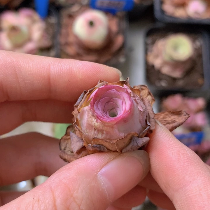 Y****一物一拍紫玲珑006