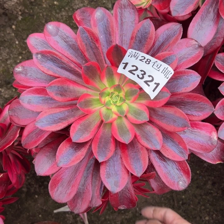 12321美杜莎多肉植物