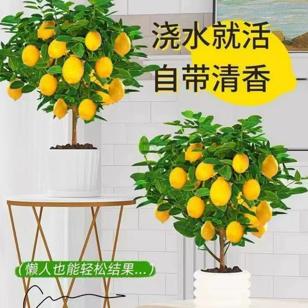 盆栽地栽四季好养适合南北阳台种植原盆原土带果发货