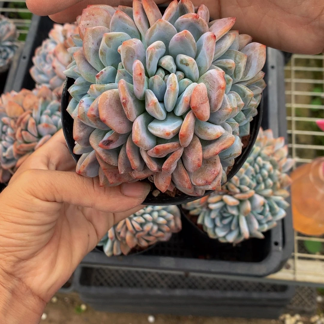 92408朵朵嗯嗯嗯嗯嗯好喜欢