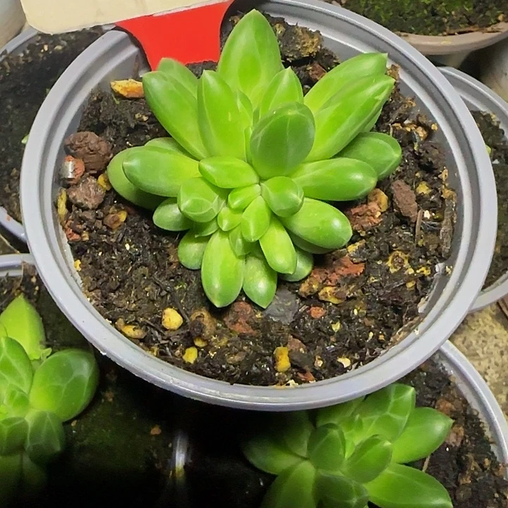 领航员630多肉植物