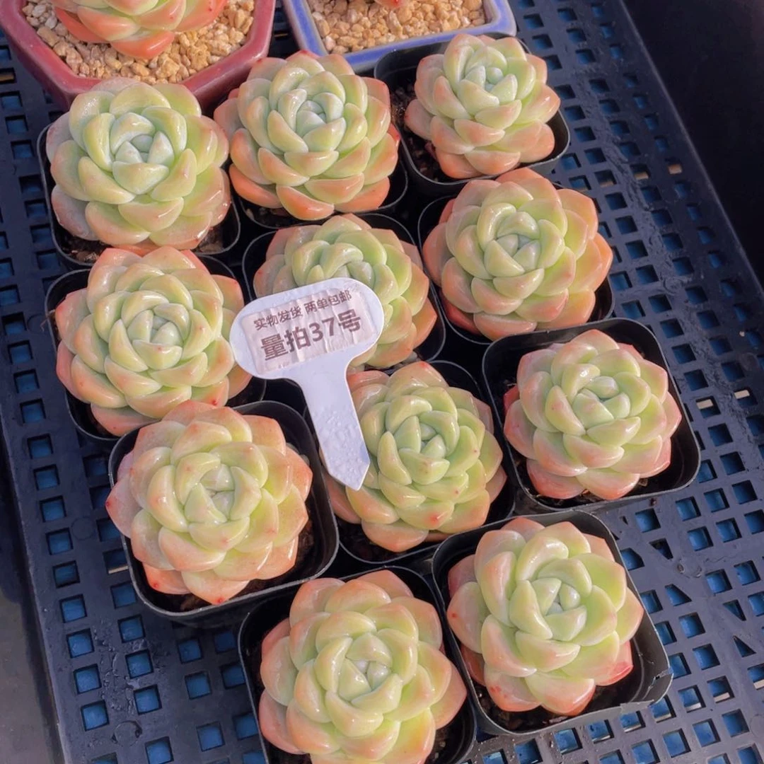 量拍37号奶油凝脂胖冰玉单头一个m