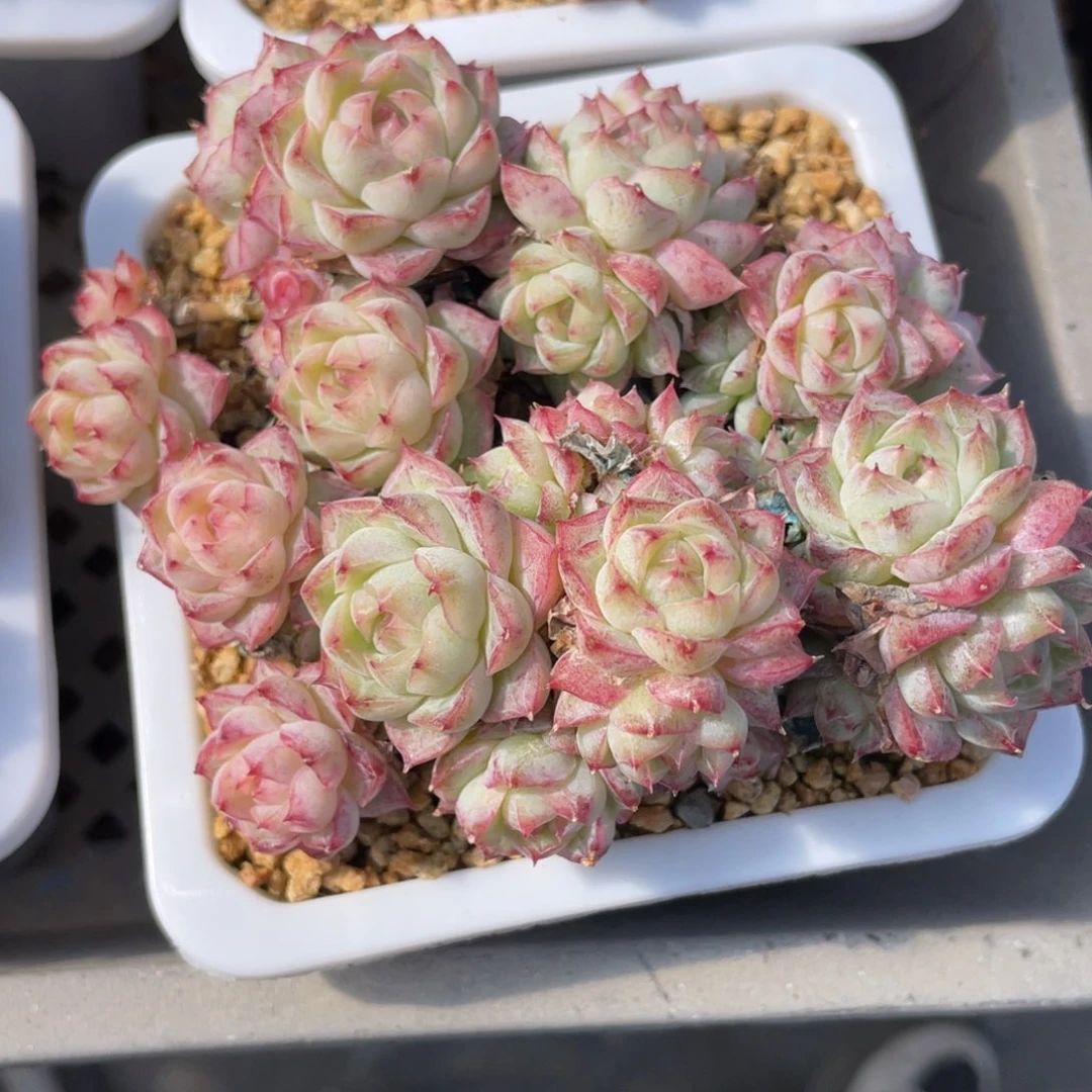 优选女王多肉福利2742