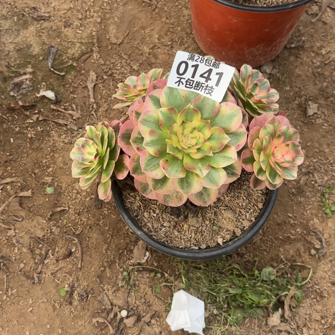 N. 141荔枝多肉。baeeee