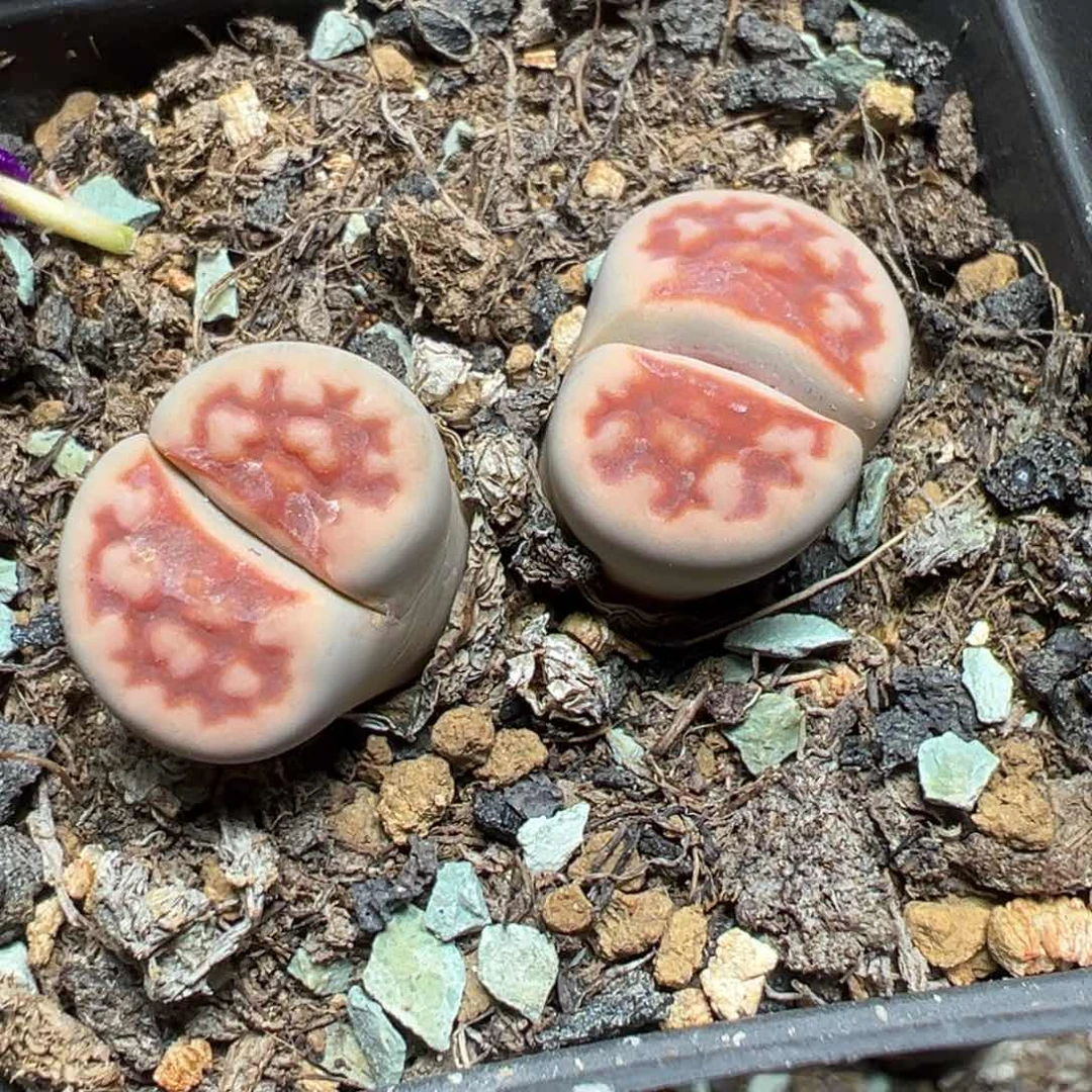 【闪购商品】 1084。