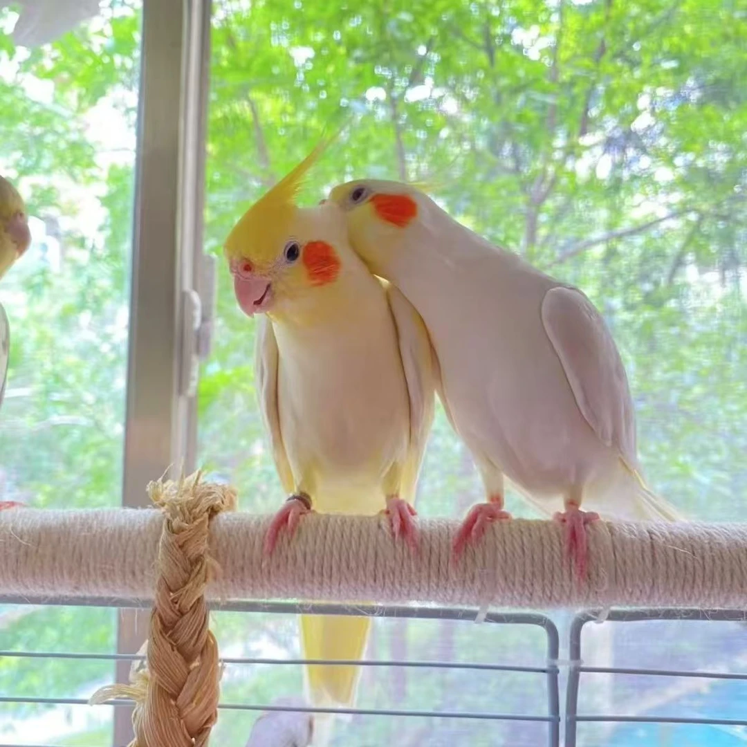 玄凤鹦鹉活体黄化鹦鹉亲人会学说话