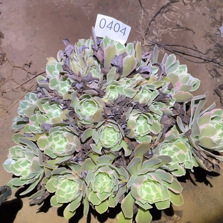 多肉植物法师404女妖