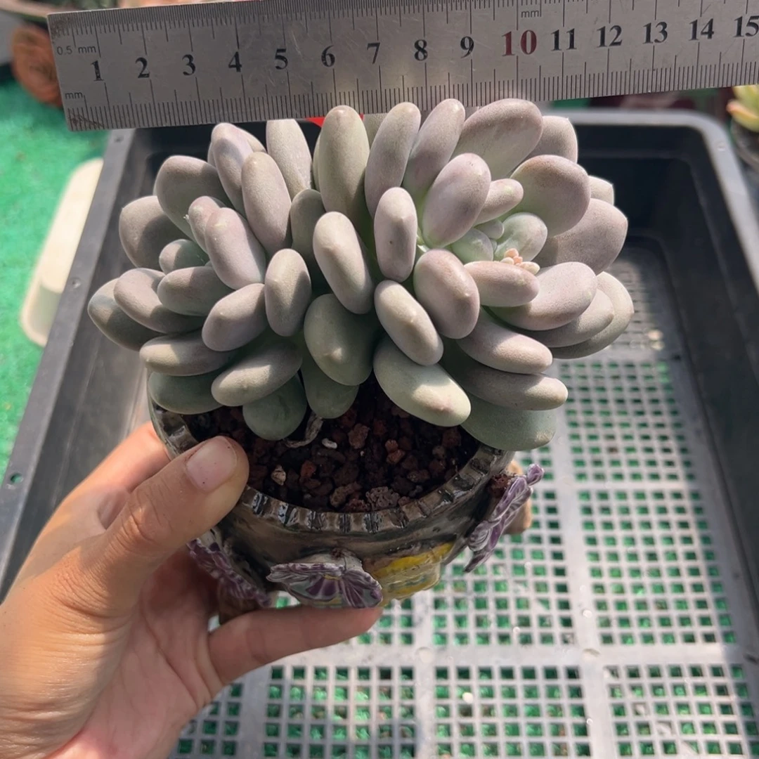 表妹精品多肉植物302.