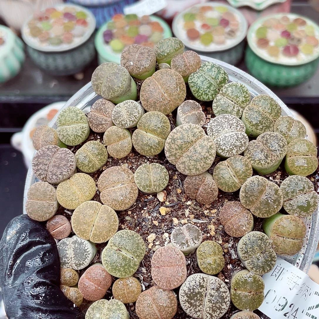 生石花满18包邮0924-222
