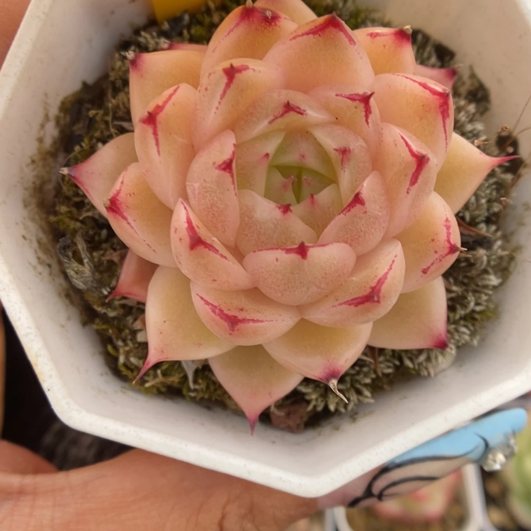 边线麦秆可拍5374号。