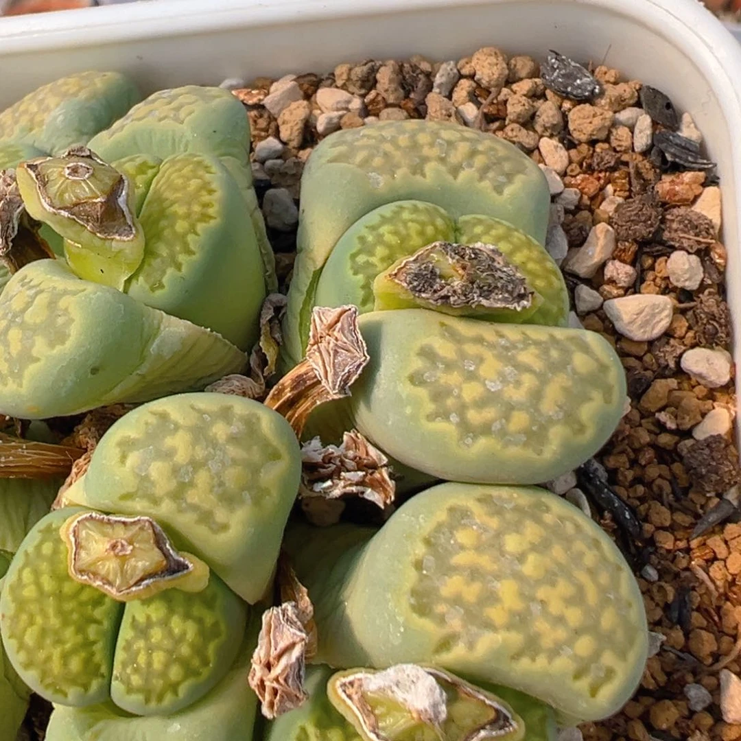 恶****使36多肉植物百科知识